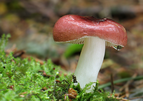 plávka Russula sp.