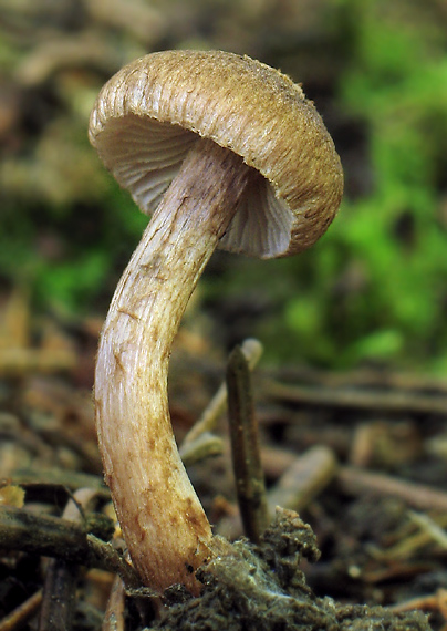 vláknica Inocybe sp.