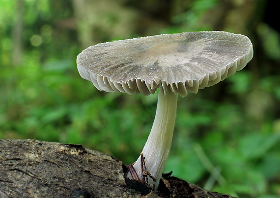 štítovka Pluteus sp.