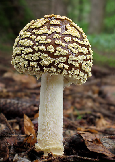 muchotrávka kráľovská Amanita regalis (Fr.) Michael