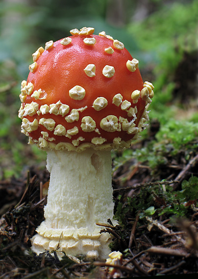 muchotrávka červená Amanita muscaria (L.) Lam.