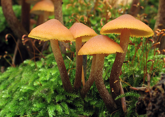 šupinovec ? Gymnopilus sp. ?