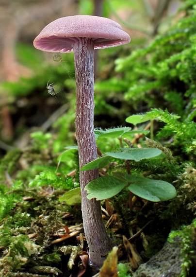 lakovka ametystová Laccaria amethystina (Huds.) Cooke