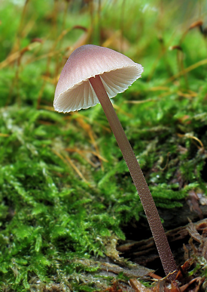 prilbička krvavomliečna Mycena haematopus (Pers.) P. Kumm.