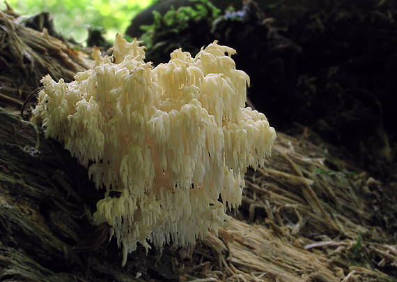 koralovec jedľový Hericium alpestre Pers.