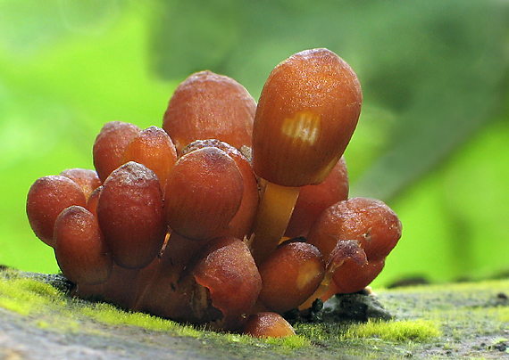 prilbička žltohlúbiková Mycena renati Quél.