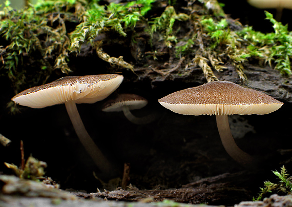 štítovka Pluteus sp.