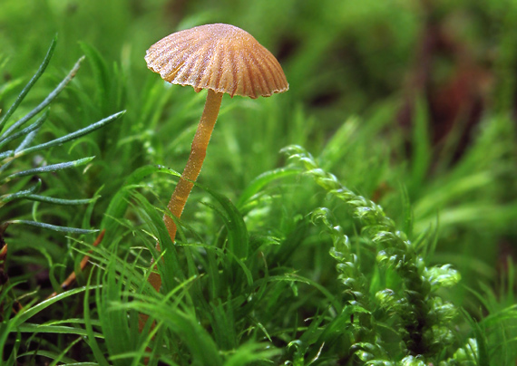 kapucňovka Galerina sp.