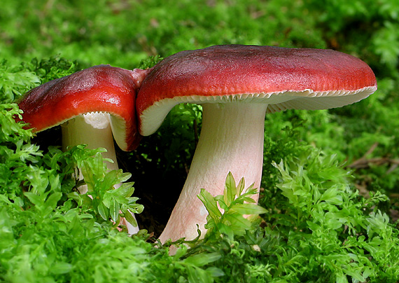 plávka červenohlúbiková? Russula rhodopoda?