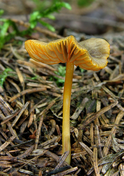 prilbička oranžovoobrúbená Mycena aurantiomarginata (Fr.) Quél.