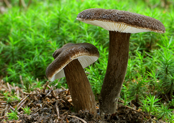 rýdzik čiernozamatový Lactarius lignyotus Fr.