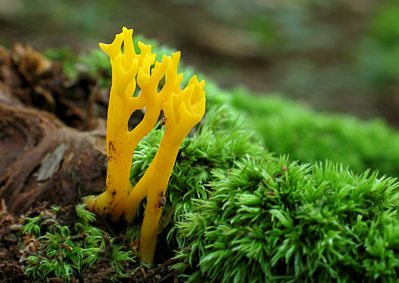 parôžkovec lepkavý Calocera viscosa (Pers.) Fr.