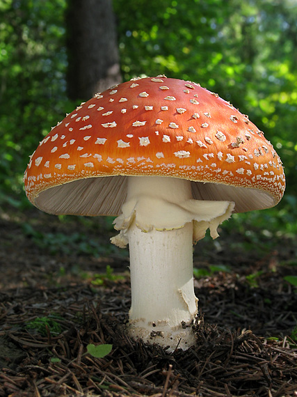 muchotrávka červená Amanita muscaria (L.) Lam.