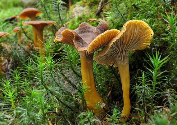 kuriatko lievikovité Craterellus tubaeformis (Fr.) Quél.