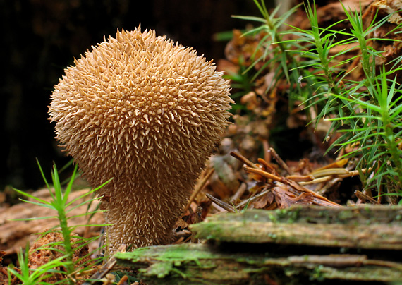 prášnica Lycoperdon sp.