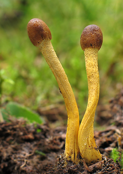 žezlovka hlavičkatá Tolypocladium capitatum (Holmsk.) Quandt, Kepler & Spatafora