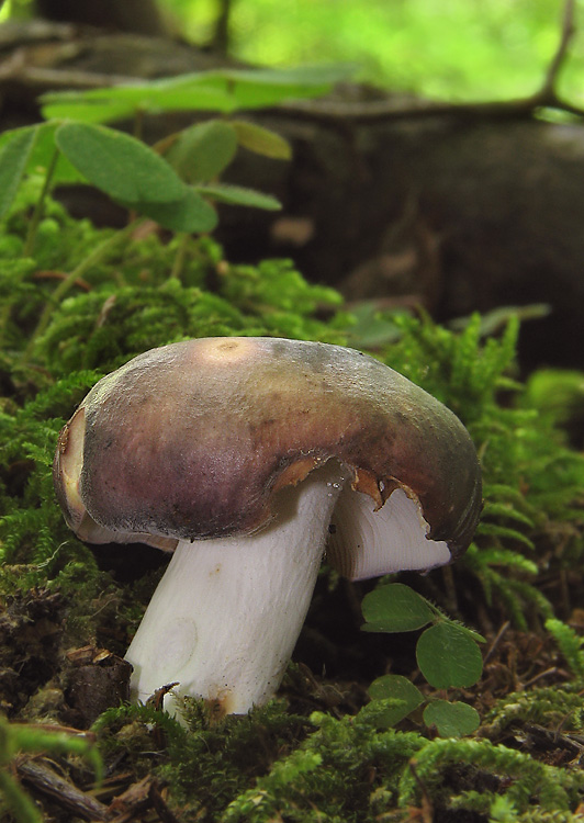 plávka modrastá Russula cyanoxantha (Schaeff.) Fr.