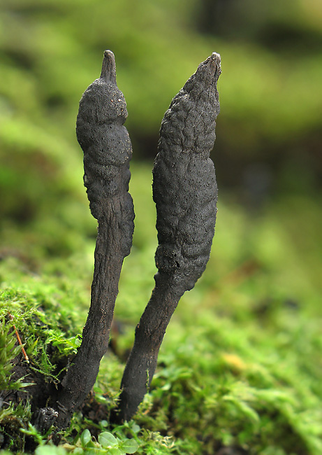 drevnatec Xylaria sp.