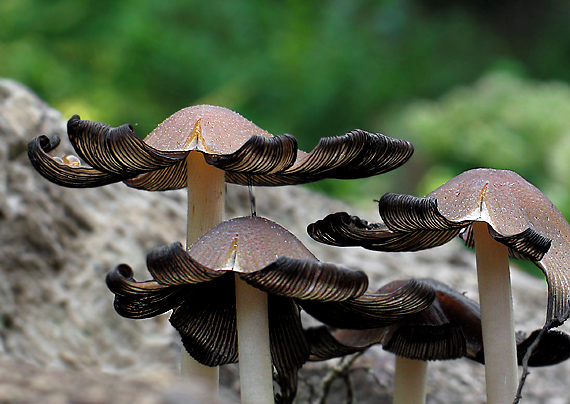 hnojník Coprinus sp.