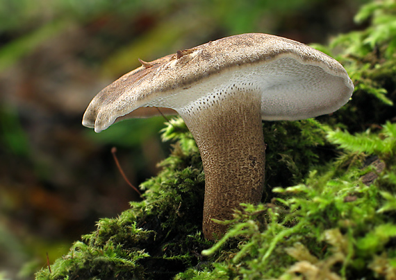 trúdnik zimný Lentinus brumalis (Pers.) Zmitr.