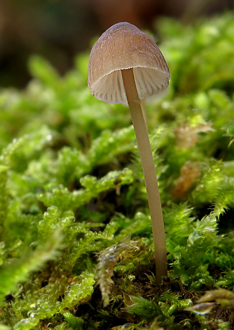 prilbička Mycena sp.