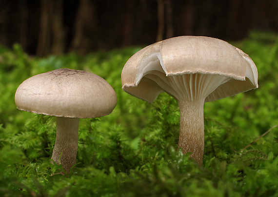 šťavnačka Hygrophorus sp.