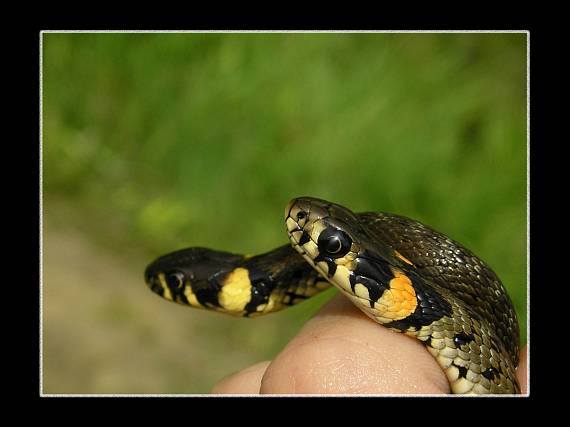 užovka obojková Natrix natrix