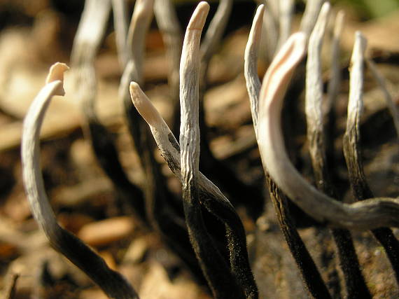 drevnatec bukový Xylaria carpophila (Pers.) Fr.