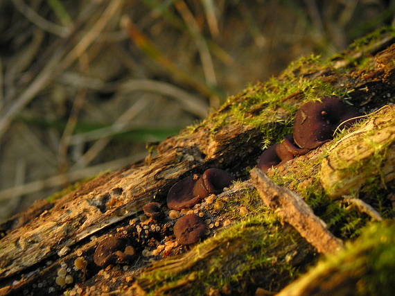 uchovec bazový Auricularia auricula-judae (Bull.) Quél.