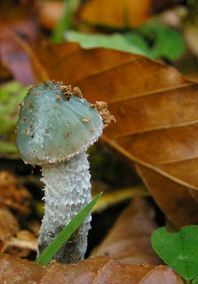 golierovka zelenkastá Stropharia aeruginosa (Curtis) Quél.