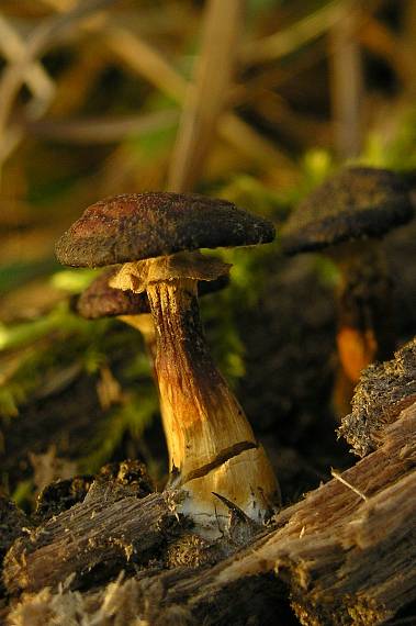 podpňovka Armillaria sp.