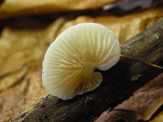 pahliva premenlivá Crepidotus variabilis (Pers.) P. Kumm.