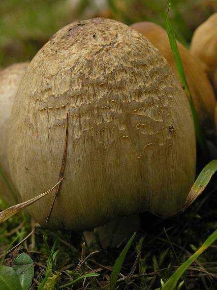 hnojník Coprinus sp.