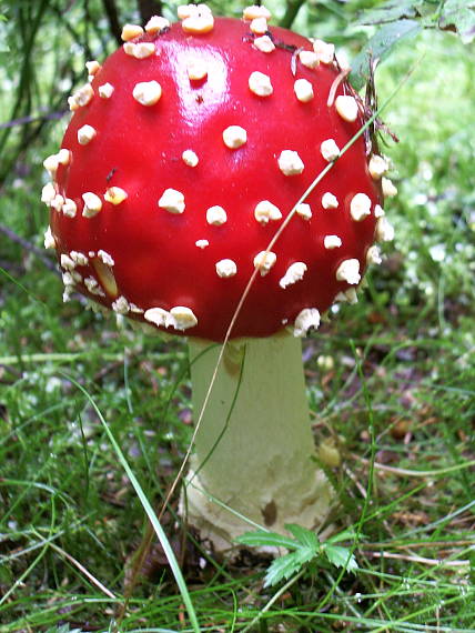 muchotrávka červená Amanita muscaria (L.) Lam.