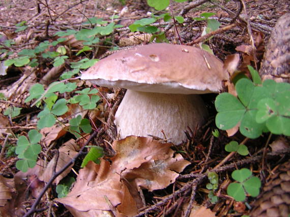 hríb smrekový Boletus edulis Bull.