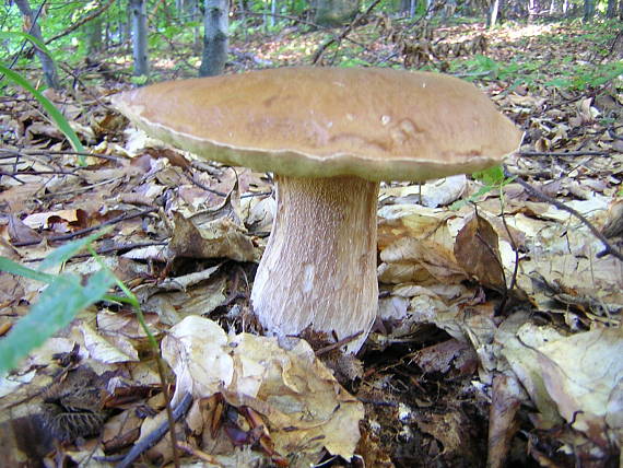 hríb smrekový Boletus edulis Bull.