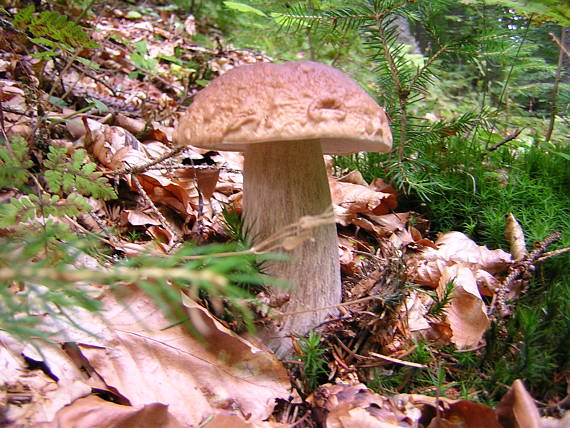 hríb smrekový Boletus edulis Bull.