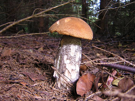 kozák Leccinum sp.