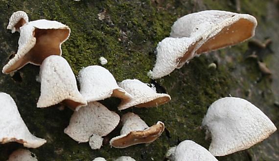 škľabka plstnatá Schizophyllum amplum (Lév.) Nakasone