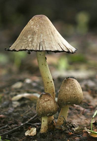 hnojník atramentový Coprinopsis atramentaria (Bull.) Redhead, Vilgalys & Moncalvo