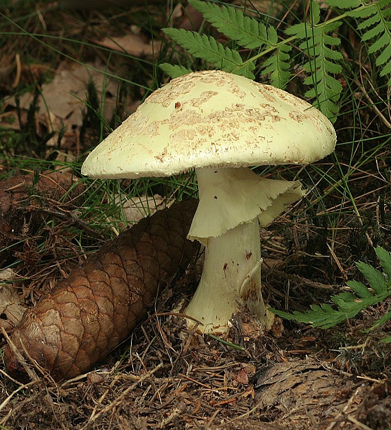 muchotrávka citrónovožltá Amanita citrina Pers.