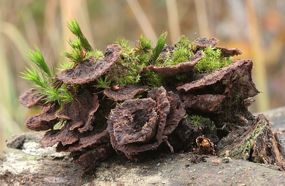 plesňovka zemná Thelephora terrestris Ehrh.