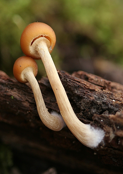 kapucňovec Conocybe aporos Kits van Wav.