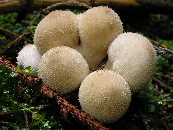 prášnica bradavičnatá Lycoperdon perlatum Pers.