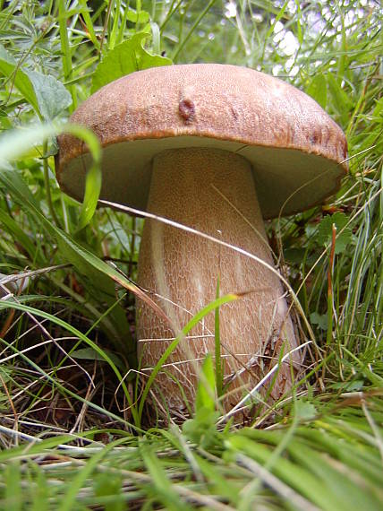 hríb dubový Boletus reticulatus Schaeff.