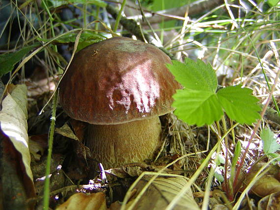 hríb dubový Boletus reticulatus Schaeff.