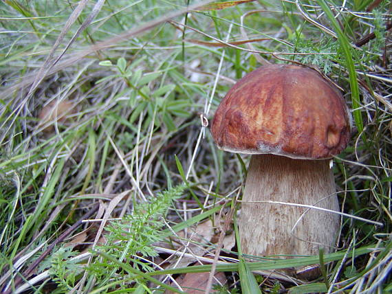 hrib Boletus sp.