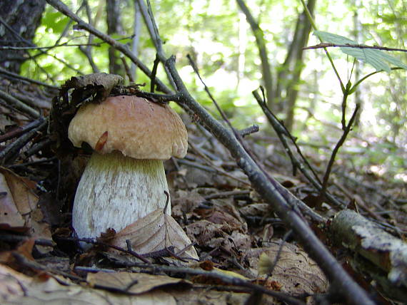 hrib Boletus sp.