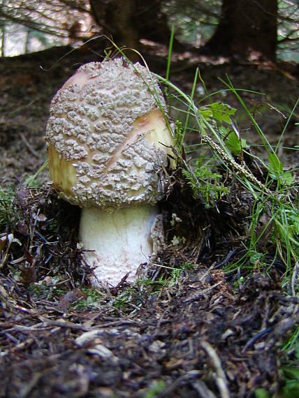 muchotrávka červenkastá Amanita rubescens Pers.