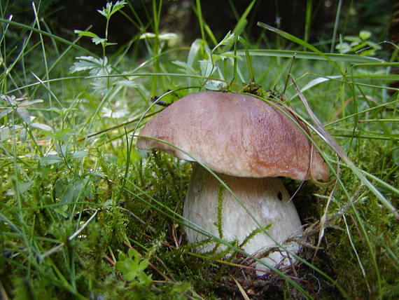 hríb smrekový Boletus edulis Bull.